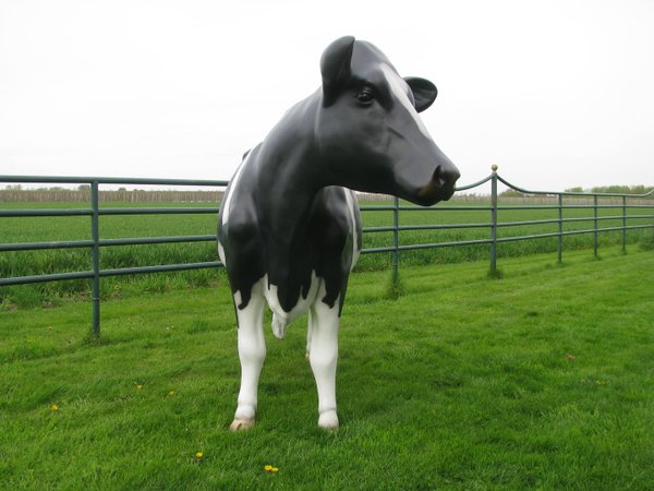 Kuh, Melkkuh, Holstein, "Amalie", 1 x 19L Tank, schwarz weiß, Kopf links schauend, 270cm, HAEIGEMO