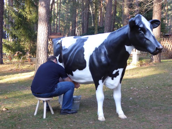 Kuh, Melkkuh, Holstein, "Fabrizia", 1 x 19L Tank, schwarz weiß, Kopf gerade aus, 270cm, HAEIGEMO