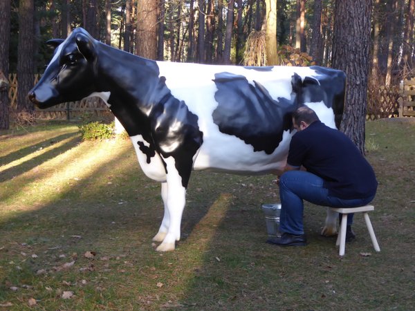 Kuh, Melkkuh, Holstein, "Fabrizia", 1 x 19L Tank, schwarz weiß, Kopf gerade aus, 270cm, HAEIGEMO