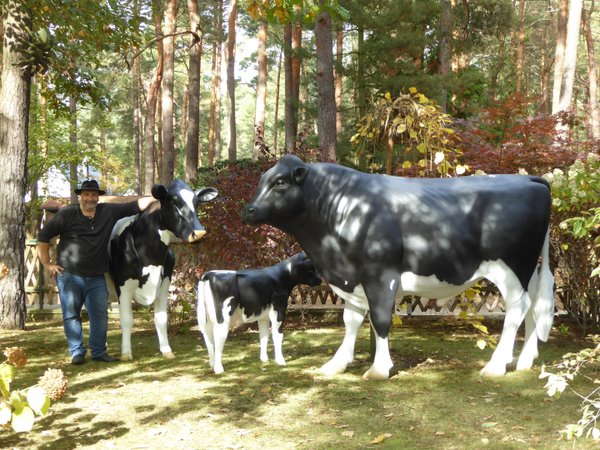 Holstein Kuh, Holstein Bulle und Holstein Kalb, HAEIGEMO