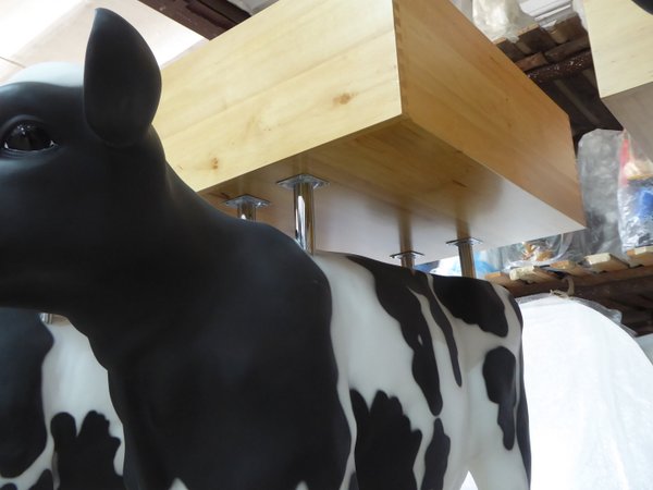Kalb, Holstein  "Flecki", 128cm, schwarz weiß, als Wühltisch, 122cm, HAEIGEMO
