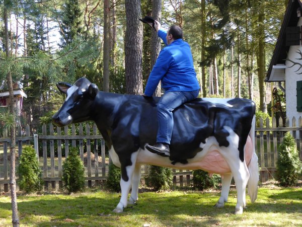 Holstein Kuh "Adelchen", Kopf links, 270cm mit Kalb "Fea" und Kalb "Flecki", HAEIGEMO